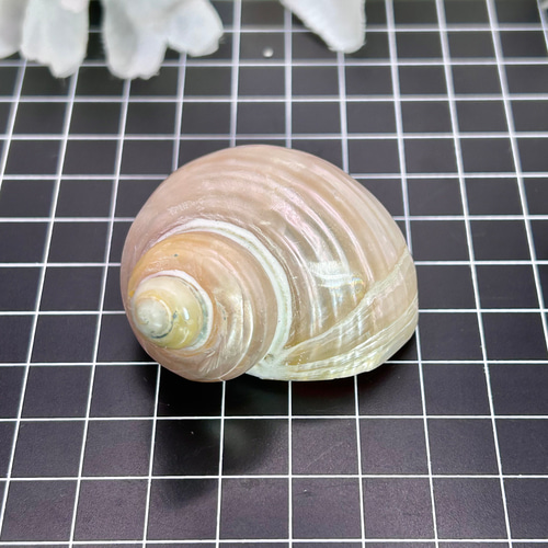 真珠付き天然貝殻置物 キングチサザエ 貝殻 巻貝 1個 磨き加工 真珠光沢 天然インテリア
