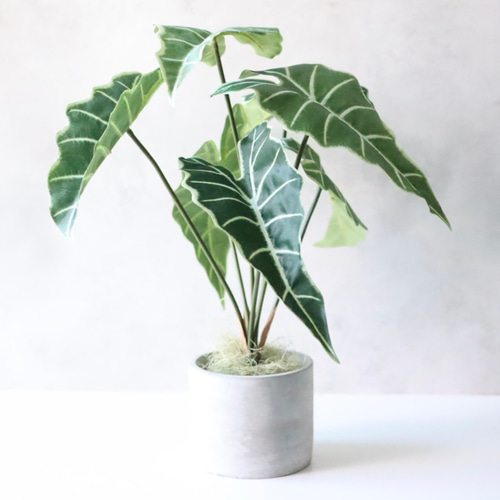 オーダーコメントページ フェイクグリーン フェイクグリーン アロカシア 観葉植物 卓上インテリアグリーン