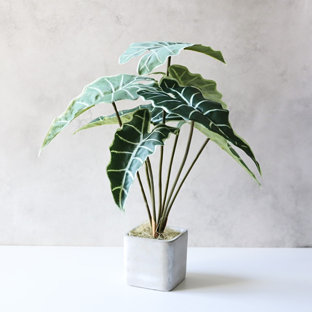 フェイクグリーン アロカシア 観葉植物 卓上インテリアグリーン コンクリポット北欧風 玄関リビング
