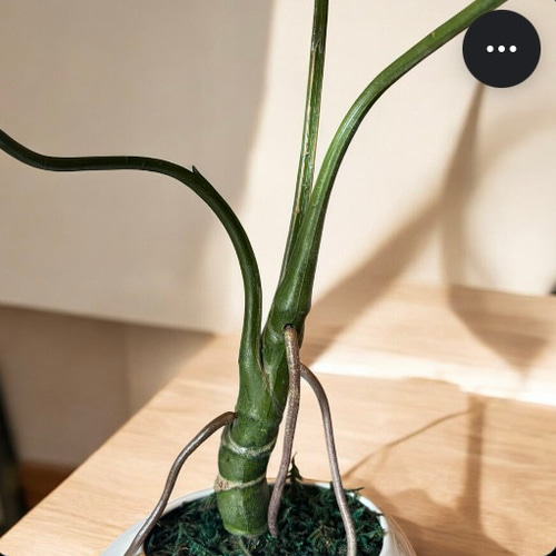 光触媒 人工観葉植物 ウォールグリーン フェイクグリーン ユーカリ