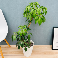 現品］【希少】5番 モンステラ 幹上がり 8号 観葉植物 室内 大型