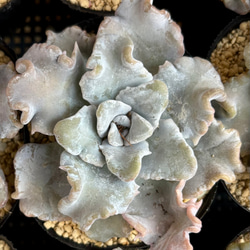 スリョン 多肉植物 多肉植物 プクニク 通販 12624520｜Creema(クリーマ)