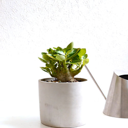 ○数量限定○新作○希少種 美葉 ”チャメドレア テネラ セラアート