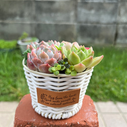 ★速達付き★♡そのまま飾れる♡ブリキ缶♬子猫ちゃんハロウィンの多肉植物寄せ植え♡ ブリキ缶の寄せ植え