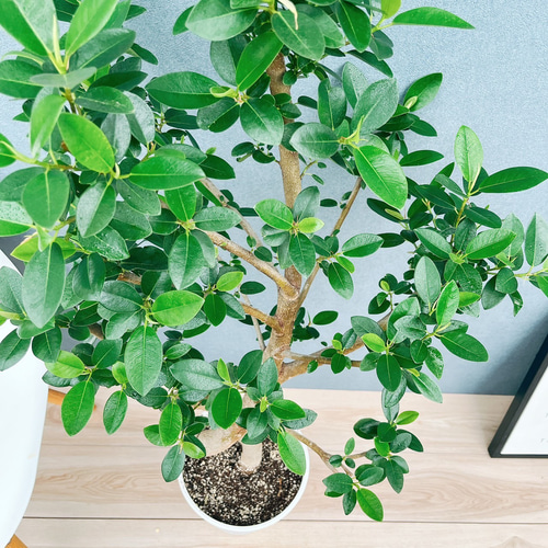 ［現品］10番　フランスゴムノキ　曲がり　7号　フィカスルビギノーサ　観葉植物 現品］10番 フランスゴムノキ 曲がり 7号 フィカスルビギノーサ 観葉