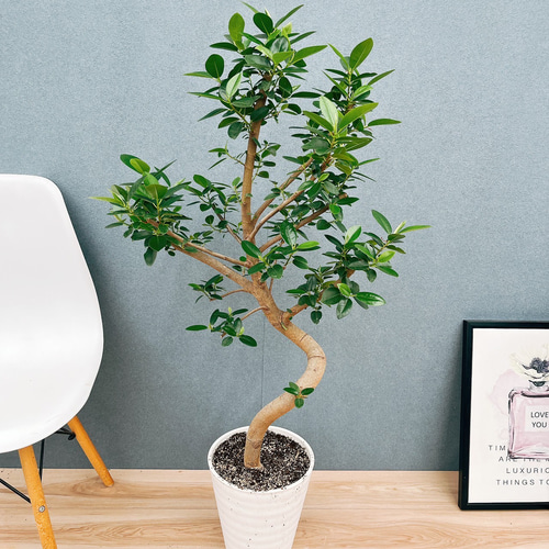 現品］10番 フランスゴムノキ 曲がり 7号 フィカスルビギノーサ 観葉