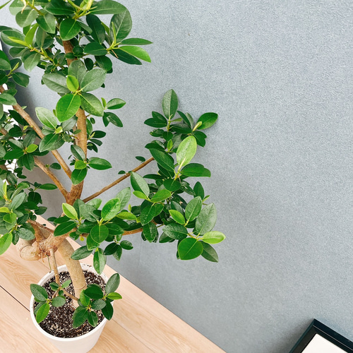 ［現品］10番　フランスゴムノキ　曲がり　7号　フィカスルビギノーサ　観葉植物 現品］10番 フランスゴムノキ 曲がり 7号 フィカスルビギノーサ 観葉