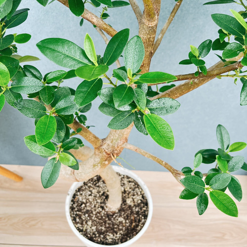 ［現品］10番　フランスゴムノキ　曲がり　7号　フィカスルビギノーサ　観葉植物 現品］10番 フランスゴムノキ 曲がり 7号 フィカスルビギノーサ 観葉