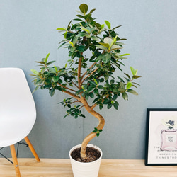 現品］4番 フィカス ベンガレンシス 曲がり 8号 観葉植物 室内 大型