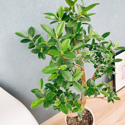 現品］10番 フランスゴムノキ 曲がり 7号 フィカスルビギノーサ 観葉