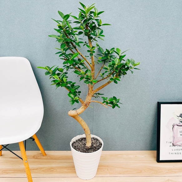 現品］10番 フランスゴムノキ 曲がり 7号 フィカスルビギノーサ 観葉