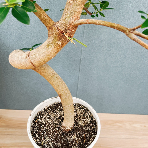 現品］10番 フランスゴムノキ 曲がり 7号 フィカスルビギノーサ 観葉