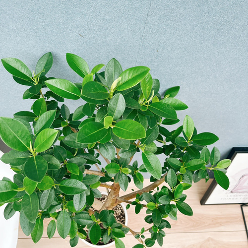 現品］10番 フランスゴムノキ 曲がり 7号 フィカスルビギノーサ 観葉