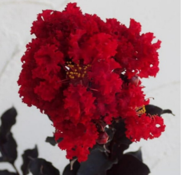 サルスベリ【ブラックパール レッド】約120cmの大苗  ダークリーフに濃い紅色が美しい 10月まだ開花中