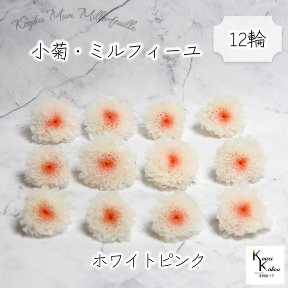 大地農園「小菊ミルフィーユ ホワイトピンク 12輪」プリザーブド