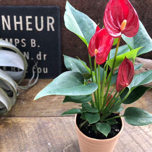 ひまり♡希少♡ミニサイズ♡アンスリウム アートフラワー パリジェンヌ