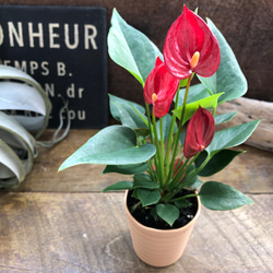 Anthurium regale アンスリウムレガレ アンスリウム レガレ Anthurium 'Regale' 観葉植物 アート