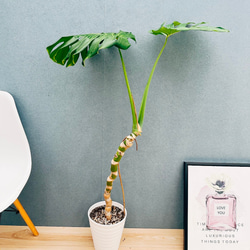 特大 フィロデンドロン トータム 7号鉢 フィロデンドロン