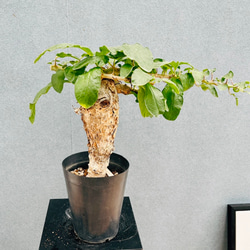 ［現品］【希少】2番　サイカス　タイシルバー　実生　蘇轍　レア　6年株　珍しい 現品］【希少】2番 サイカス タイシルバー 実生 蘇轍 観葉植物