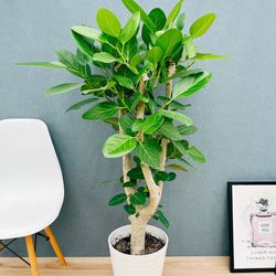 現品］【希少】ウスバザミア 8号 メキシコソテツ 蘇轍 観葉植物