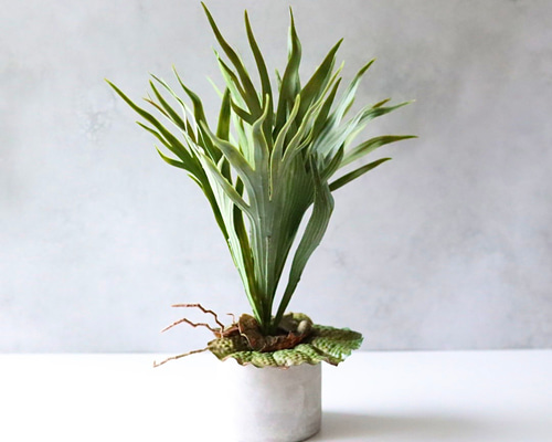 観葉植物 ビカクシダ ビカクシダ（コウモリラン） | いぶすき観葉植物｜観葉のまち指宿