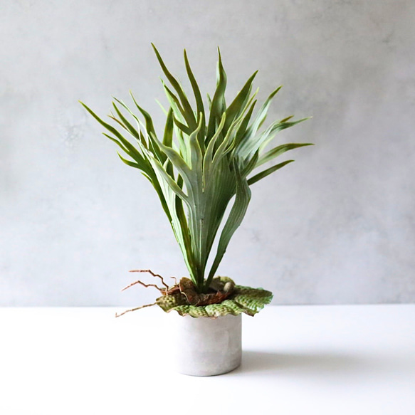 ビカクシダ コウモリラン フェイクグリーン 卓上 観葉植物 玄関