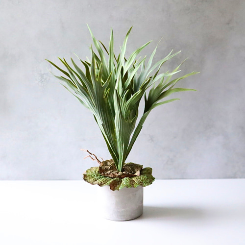 ビカクシダ 観葉植物 観葉植物：ビカクシダ コウモリラン ネザーランド*7号 吊り鉢 : 遊恵