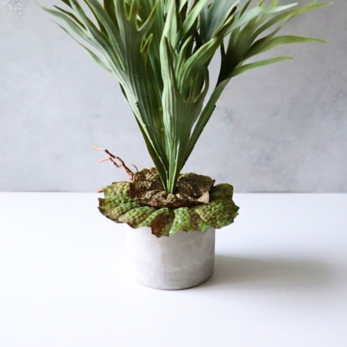 大株ビカクシダ 観葉植物 ビカクシダ 大株の管理のむずかしさ | calmplantsのビカクシダブログ