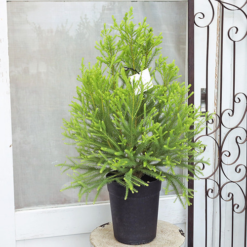 常緑苗木 バーゼリア ラヌギノーサ 6号 高70cm 庭木 低木 おしゃれ