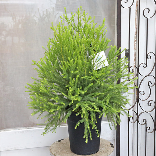 常緑苗木 バーゼリア ラヌギノーサ 6号 高70cm 庭木 低木 おしゃれ