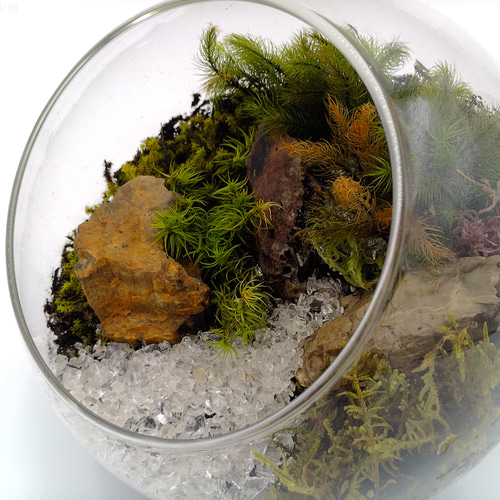 ギフト専門】苔テラリウム 15cm ＜森と川＞タイプ（選べる天然石の
