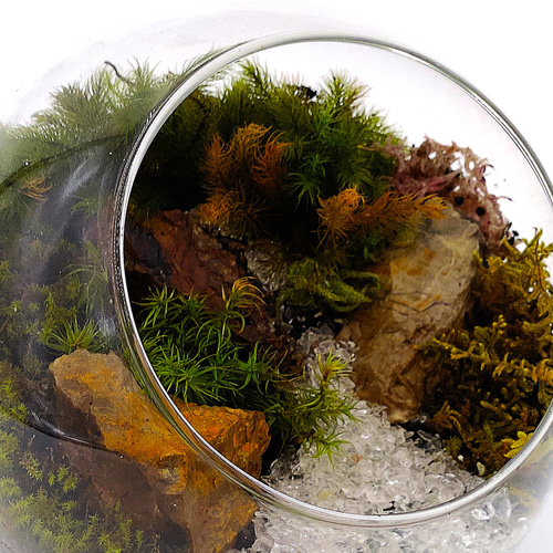 ギフト専門】苔テラリウム 15cm ＜森と川＞タイプ（選べる天然石の
