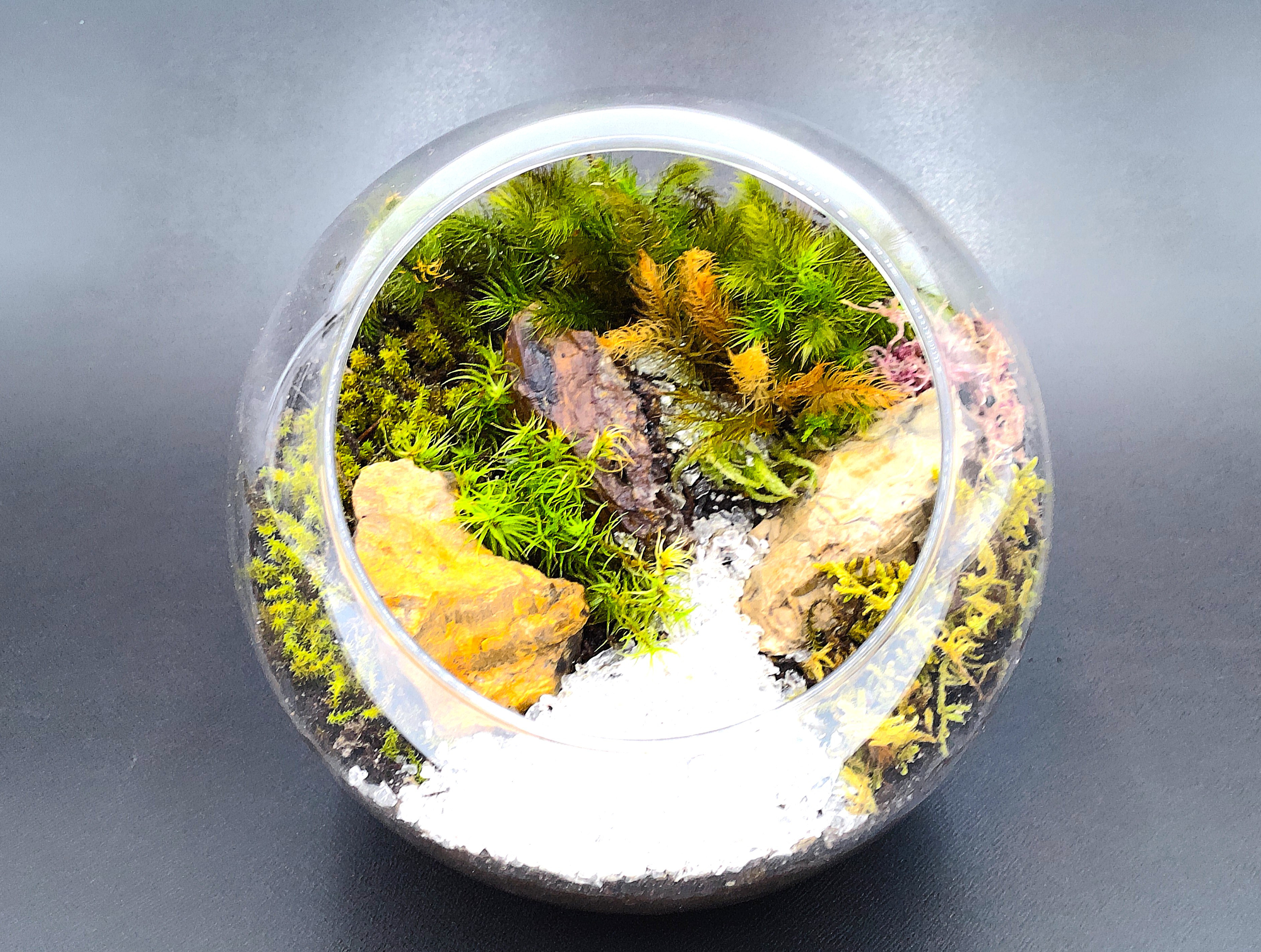 クリスタルの森（テラリウム）