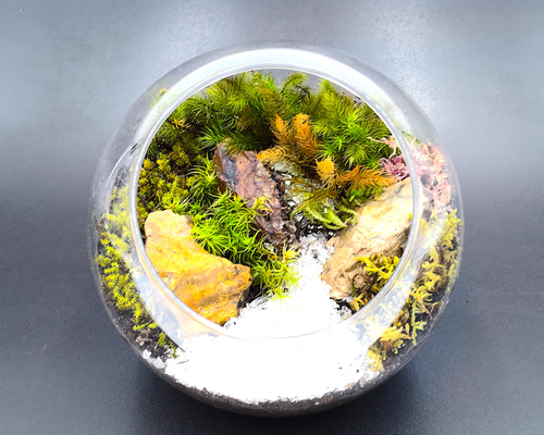 苔テラリウム　石付きオブジェ　インテリア　苔オブジェ 苔テラリウム 石付きオブジェ インテリア 苔オブジェ C99806355 - 苔玉