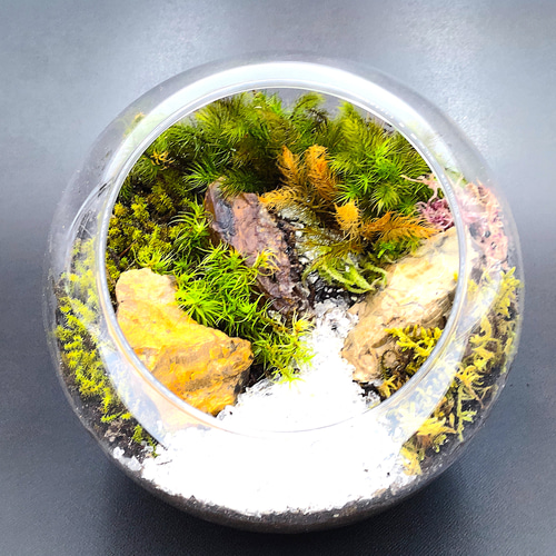 ギフト専門】苔テラリウム 15cm ＜森と川＞タイプ（選べる天然石の