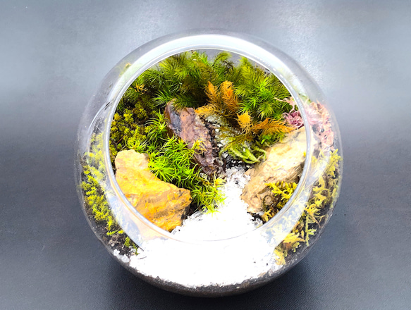 苔テラリウム大 Amazon.co.jp: 【苔庵介る】 【LEDで光る】苔テラリウム 完成品 10cm