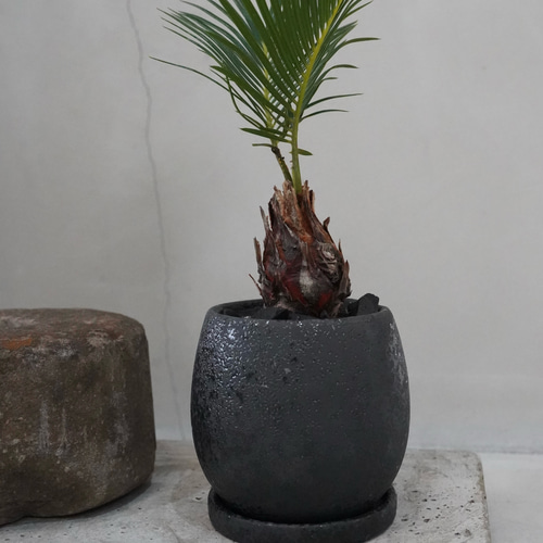 蘇轍（ソテツ）｜高さ約28cm｜鉢仕立てで楽しむインテリアグリーン 