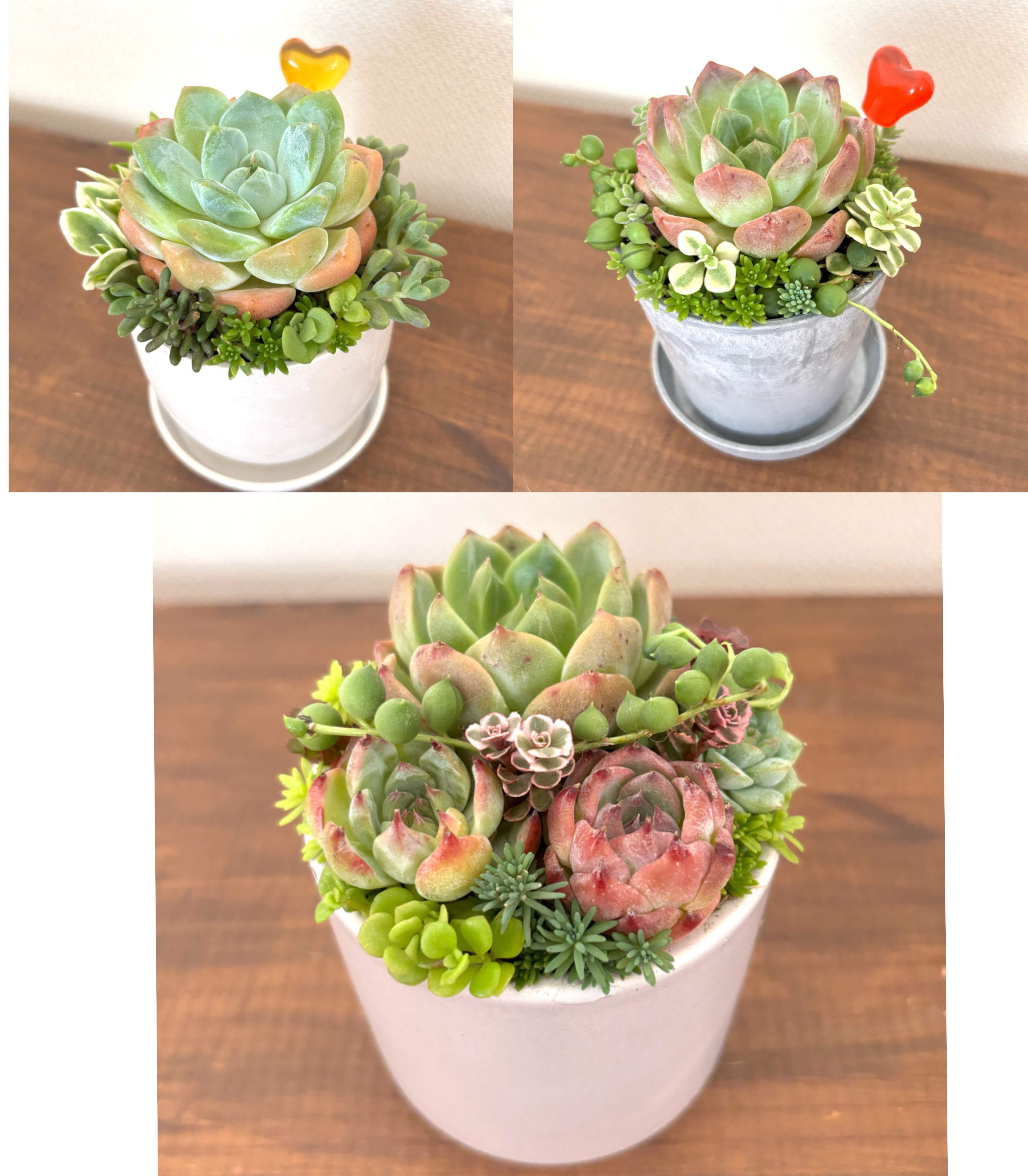 多肉植物寄せ植えと鉢植え 3セット 多肉植物 galleryk's GONZU