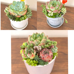 きょん様 サンドロップ 2つ センペルビウム 多肉植物 抜き苗 11106_2.jpg