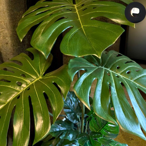 光触媒　人工観葉植物　ウォールグリーン　フェイクグリーン　バリ風特大モンステラ8 光触媒 人工観葉植物 ウォールグリーン フェイクグリーン バリ風特大