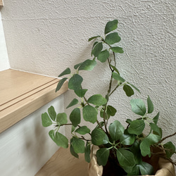 [送料込み] ドウダンツツジN8　クラフト袋セット フェイクグリーン　人工観葉植物 3枚目の画像
