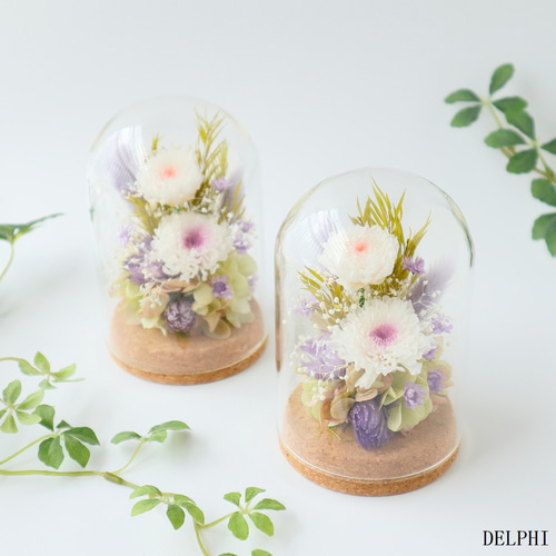 小菊のガラスドームアレンジメント（WHピンク＆WHパープル