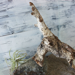 盆栽 『赤松』 和風 インテリア 園芸 ガーデニング おしゃれ 雑貨 044