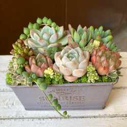 ブルークラウド エケベリア 多肉植物 抜き苗 根張り良好 元気苗