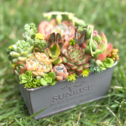 ペルシア 多肉植物 エケベリア 抜き苗 大苗 多肉植物 galleryk's植物