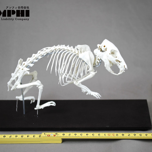 モルモット （Cavia porcellus）等倍全身骨格模型 その他置物 アンフィ
