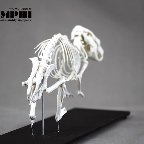 モルモット （Cavia porcellus）等倍全身骨格模型 その他置物