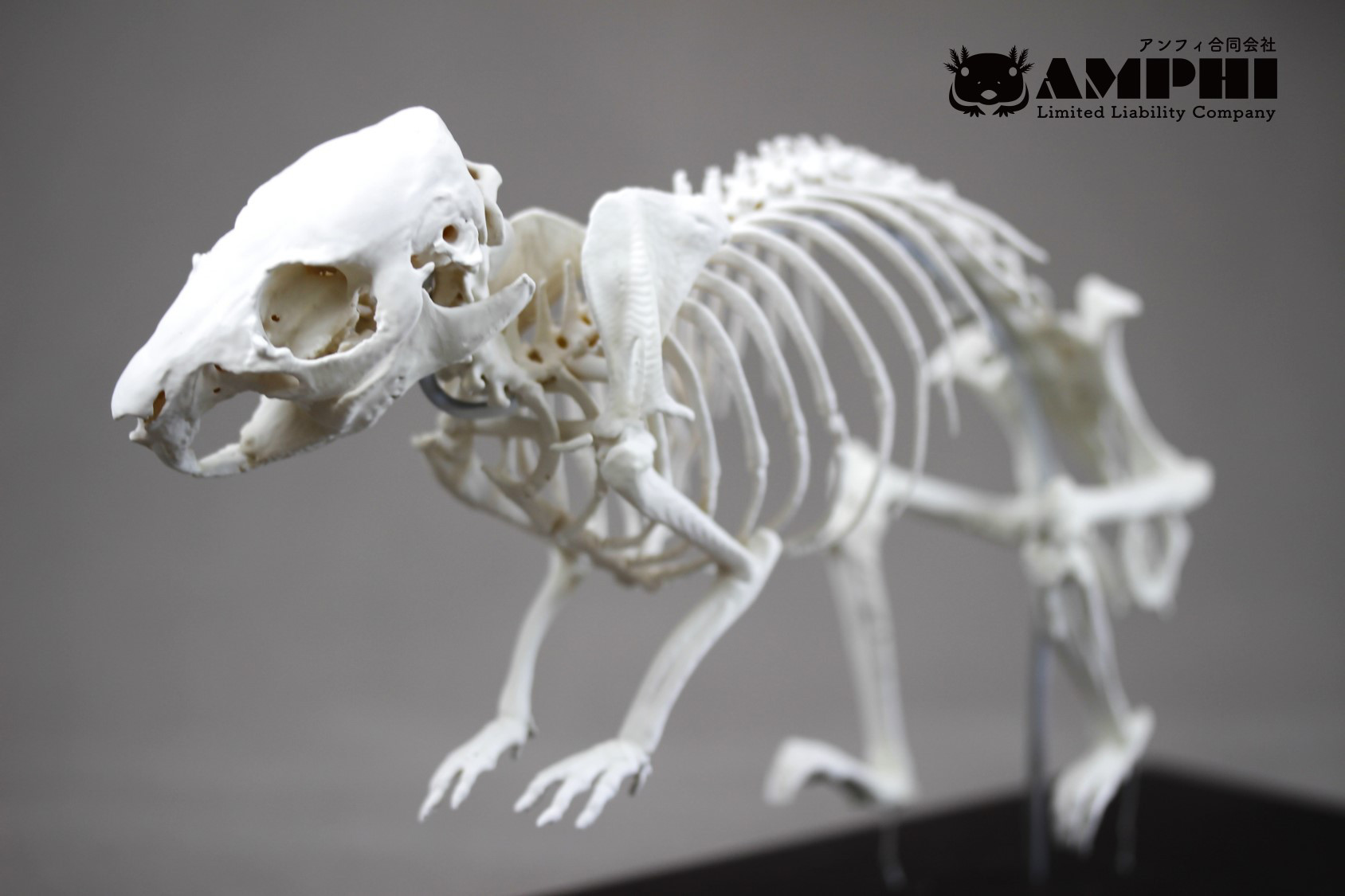 モルモット （Cavia porcellus）等倍全身骨格模型 その他置物 アンフィ