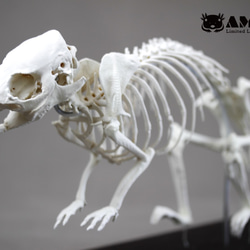 高品質　モルモット 頭骨 ☆即納☆ 高品質！モルモット 頭骨 - 頭骨・骨格標本・剥製販売 【Core