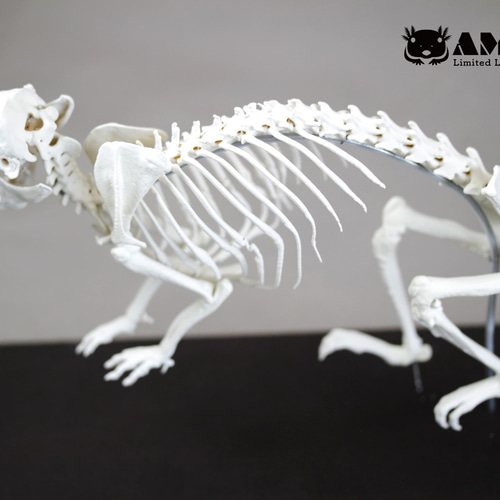 モルモット （Cavia porcellus）等倍全身骨格模型 その他置物 アンフィ